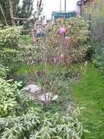 2014-04-04      Rote Magnolie.webp