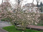 2014-04-04 Große Magnolie.jpg