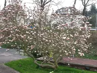 2014-04-04 Große Magnolie.webp