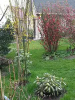 2014-04-04 Lockere  Hecke Westflanke.webp