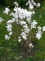 2014-04-04 Sternmagnolie.webp