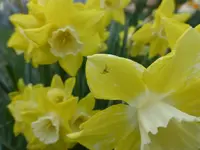 P1020433.webp
