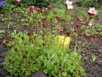 Bild 005.webp