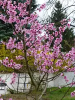 P1010461.webp