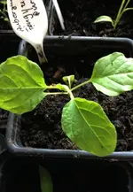 Aubergine Feng.webp