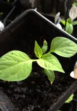 rocoto Enomous.webp
