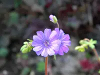 DSCN6952.webp
