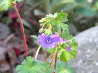 DSCN6953.webp