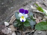P1020582.webp