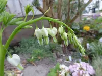 P1020380.webp
