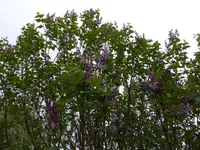 P1020421.webp
