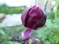 P1020831.webp
