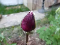 P1020423.webp