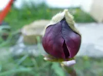 P1020835.webp