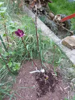 P1020425.webp