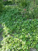 P1020880.webp