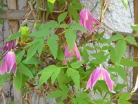 DSCN6954.webp