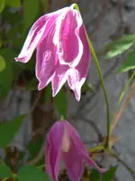 DSCN6955.webp