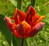 Tulpe1.webp