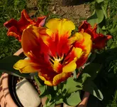 Tulpe2.webp