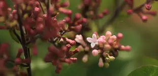 Sommerflieder 140407.webp