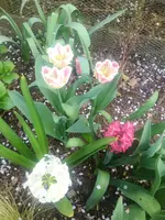 image.webp