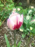 image.webp