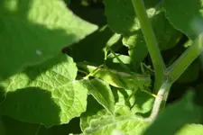 DSC00147.webp