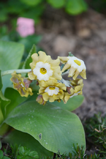 DSC_0710.webp
