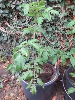 K1600_IMG_0209.webp