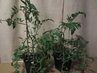 K1600_IMG_0213.webp
