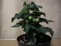 K1600_IMG_0212.webp