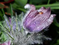 Kchschll (4).webp