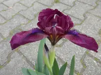 P1020922.webp