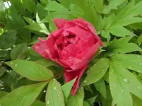 CIMG1322.webp