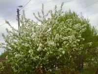 PICT0001.webp