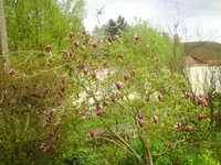 PICT0005.webp