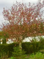 PICT0007.webp