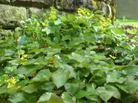 SAM_3426.webp