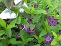 SAM_3397.webp