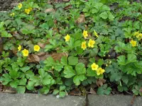 SAM_3444.webp