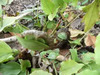 SAM_3440.webp