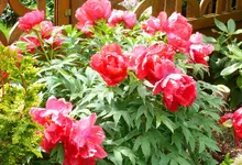 Peonie.webp