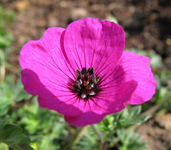 geranium signal 08.04.14.webp