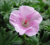 geranium apfelblüte 08.04.14.webp