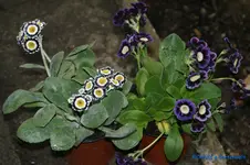 comp_DSC01078.webp