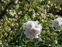 GeranienWeiß1.webp