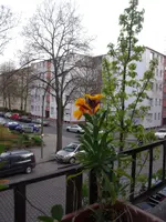 Balkonblumen 1.webp