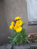 Balkonblumen 2.webp