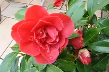 DSC_1664.webp